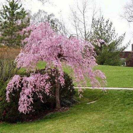cerisier-à-fleurs-pleureur-1920w.jpg